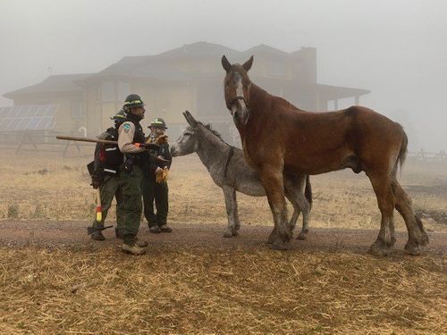 Draft Horse, Donkey Released During Wildfire Found Safe
