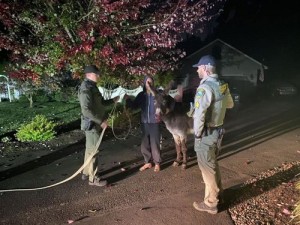 Deputies Help Wandering Donkey Get Back Home