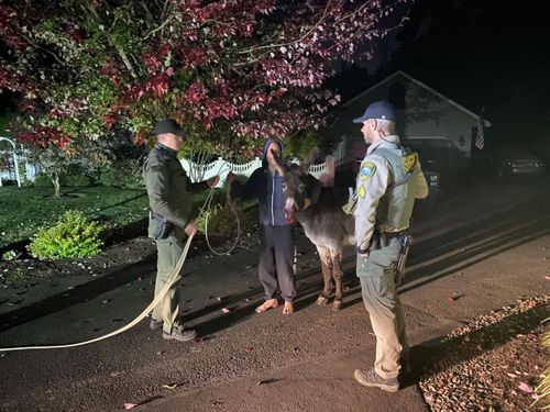 Deputies Help Wandering Donkey Get Back Home