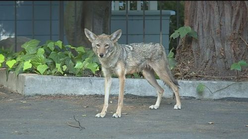 ‘capitol Coyotes’ Seen Roaming Around Downtown Sacramento