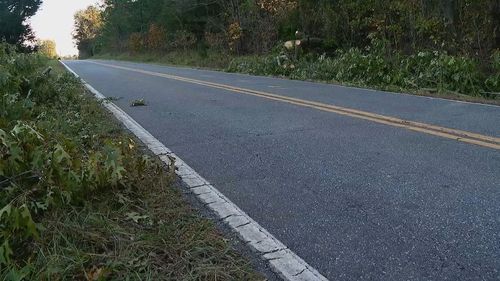 1 Person Killed While Clearing Tree From Road