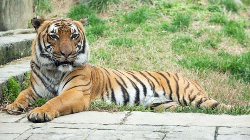Tiger At Zoo Knoxville Tests Positive For Sars Cov 2