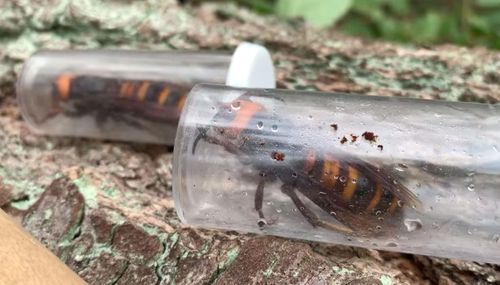 Scientists Captured 2 ‘murder Hornet’ Queens In Washington State