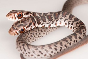A Family Cat Brought Home A Snake With Two Heads. We Have Many Questions
