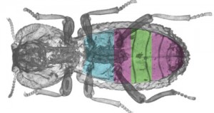 This Super Beetle Can Survive Being Run Over By A Car — And Help With Engineering Problems