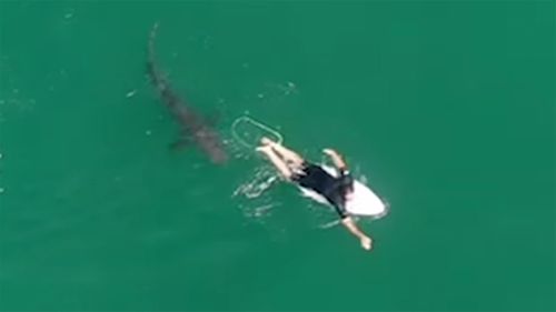 This Surfer Had No Idea How Close He Came To A Shark — Until He Saw The Drone Footage