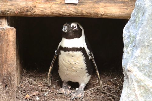 Drama At The Zoo: Egg Napping Male Penguin Couple Steals The Nest Of A Female Penguin Couple