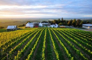 Thieves Stripped A Canadian Vineyard Of Grapes The Night Before Harvest