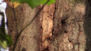 First ‘murder Hornet’ Nest Found In Us Successfully Removed