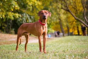 At Least Five Types Of Dog Existed By The End Of The Ice Age, 11,000 Years Ago