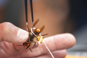 Washington State Again Fails To Live Track Murder Hornet