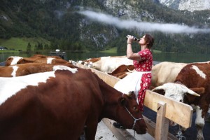 Pandemic Spells Quieter Return From Alps For Bavarian Cows