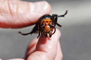 Signs Of Asian Giant Hornet Nest Found In Washington State