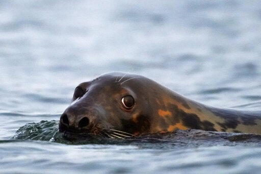 Conservation Success Or Pests? Seals Spark Passionate Debate