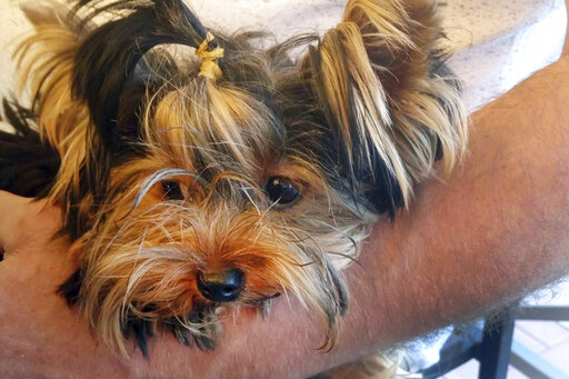 Yorkie’s Death At Airport Facility Fuels Legal Fight