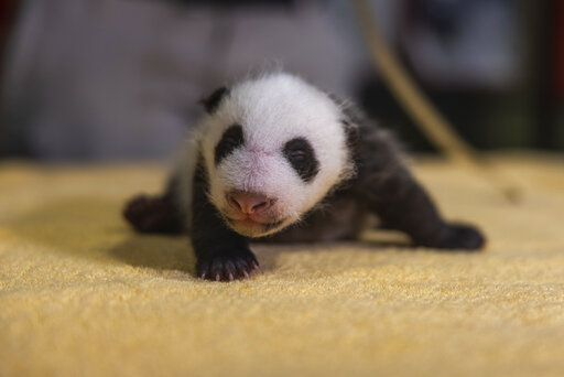 National Zoo: Genetic Tests Reveal New Baby Panda Is A Boy