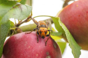Washington State Discovers First ‘murder Hornet’ Nest In Us