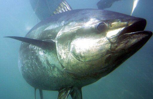 Bluefin Tuna In Focus As Japan Seeks Boost To Catch Limits