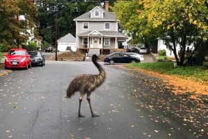 Authorities Use Pear To Entice, Capture Escaped Emu