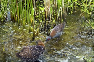 Elusive Eastern Black Rail Threatened By Rising Sea Levels