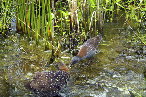 Elusive Eastern Black Rail Threatened By Rising Sea Levels