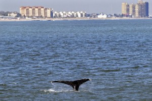 Young Whales Looking To Dine Flock To Waters Off Nyc