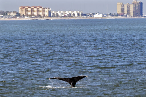 Young Whales Looking To Dine Flock To Waters Off Nyc