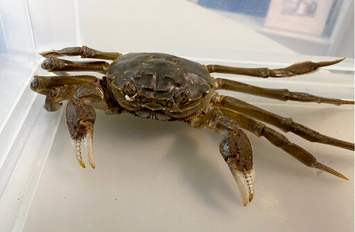 Large Chinese Mitten Crab Crawls Into German Woman’s Home