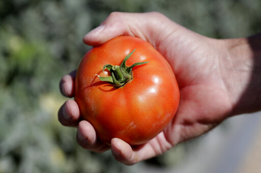 Tomatoes, Turnips Rule In Big Year For Veggie Gardening
