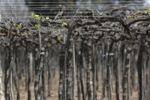 Pandemic Takes Toll On Business Of Pisco Producers In Peru