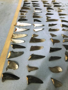 Fishing Boat Owner Pleads Guilty In Shark Finning Case