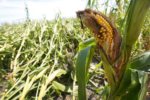 Report: Iowa’s Derecho Crop Losses Increase By More Than 50%