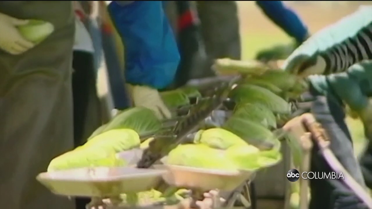 Tanimura & Antle Recalls Heads Of Romaine Lettuce For Possible E. Coli Contamination