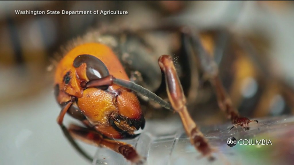 New Discoveries Made As Scientists Study Murder Hornet Nest In Washington