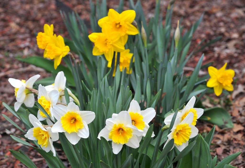 Now’s The Time To Plant Spring Flowering Bulbs