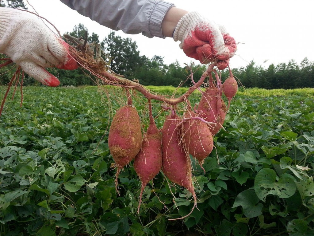 Sarah Browning: Thanksgiving Favorite Easy To Grow