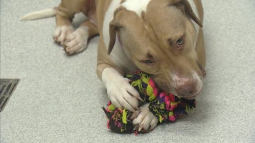 Measure To Lift Pit Bull Ban In Denver Approved