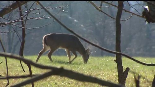 Agriculture Secretary Says Pa Hunters Can Donate Deer For Food Insecurity This Hunting Season