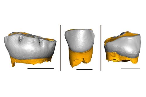 Neanderthal Children Grew And Were Weaned Much Like Modern Humans, New Study Says