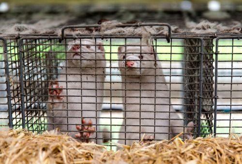 Denmark Rolls Back Order For Mink Cull Amid Legal Dispute
