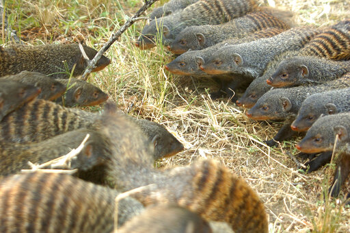 Female Banded Mongooses Lead Battle For Chance To Find Mates