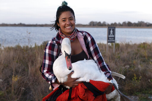 Nyc Woman Gets Ill Swan To Clinic Via Foot, Car And Subway