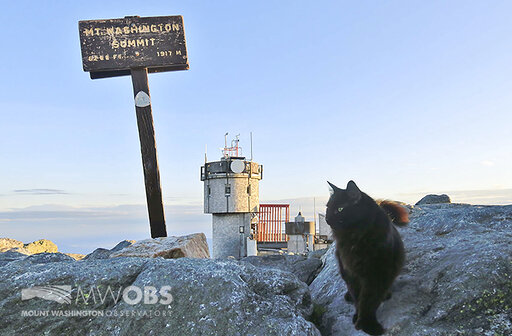 Cat At Northeast’s Highest Peak Dies After 12 Years On Duty