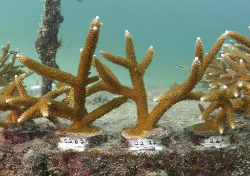Report Sounds An Alarm On Ongoing Decline Of Us Coral Reefs
