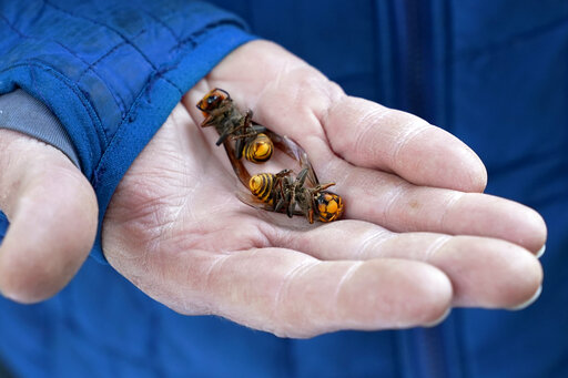 Destruction Of Murder Hornets Nest Doesn’t End Threat
