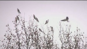 Birds Of Prey Invade Woman’s Home, Leaving Massive Mess Second Year In A Row