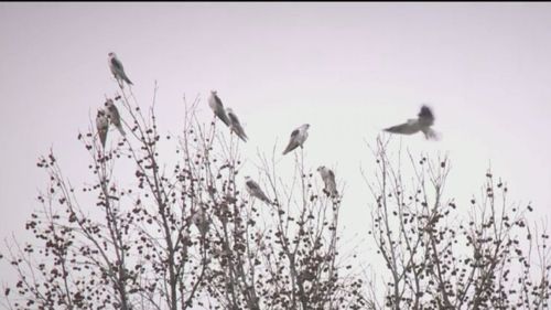 Birds Of Prey Invade Woman’s Home, Leaving Massive Mess Second Year In A Row