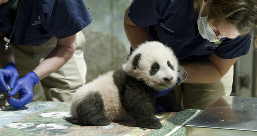 National Zoo Extends Panda Deal With China Through 2023