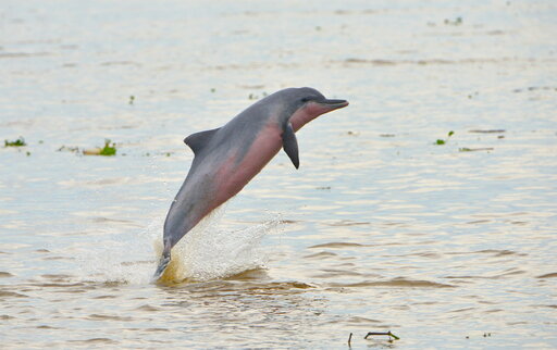 Conservationists: Bisons Revive, Freshwater Dolphins Dwindle