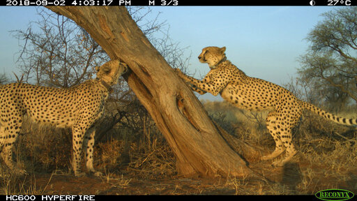 Avoiding Cheetah Hangouts Helps Ranchers Protect Calves